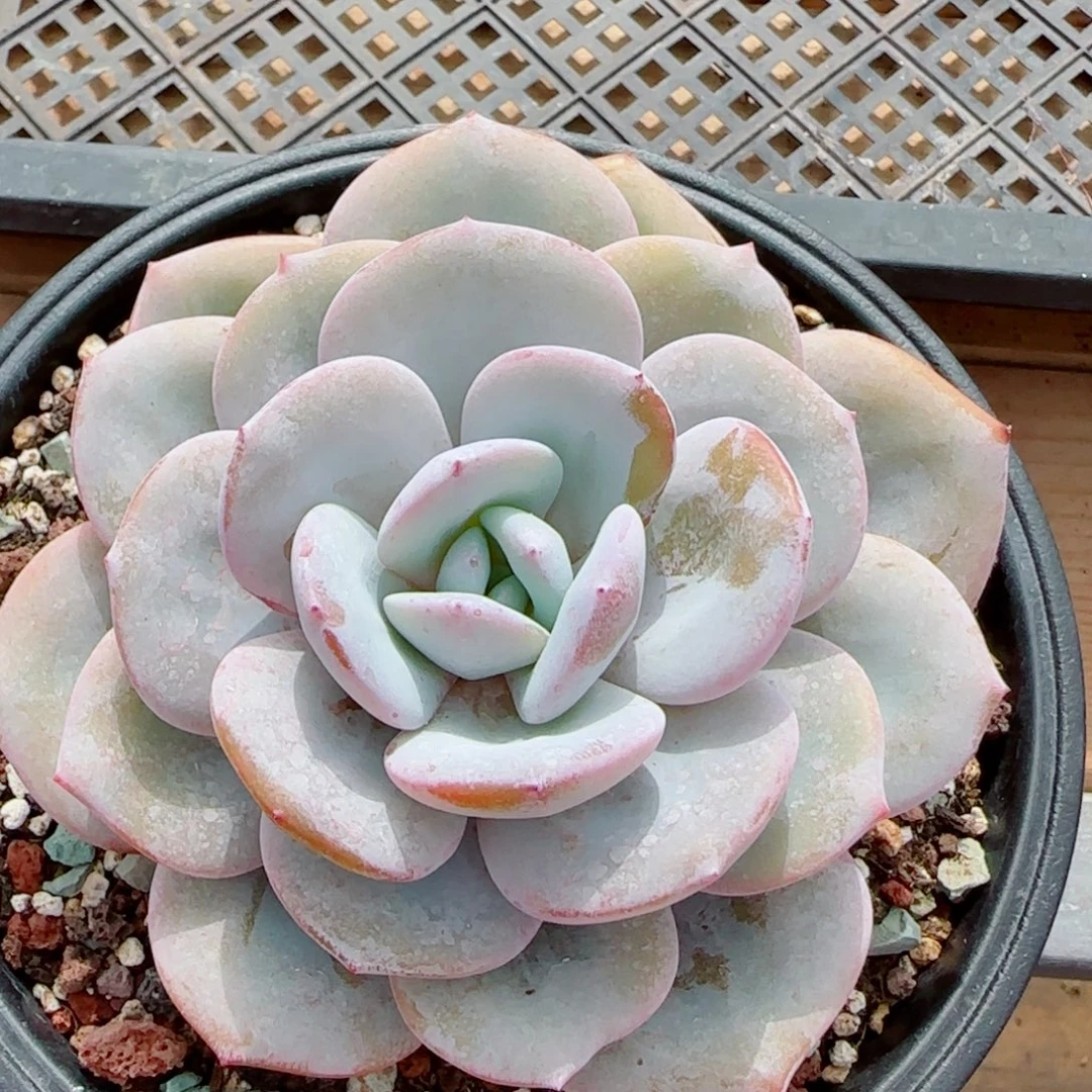 奶茶微瑕，8851多肉植物