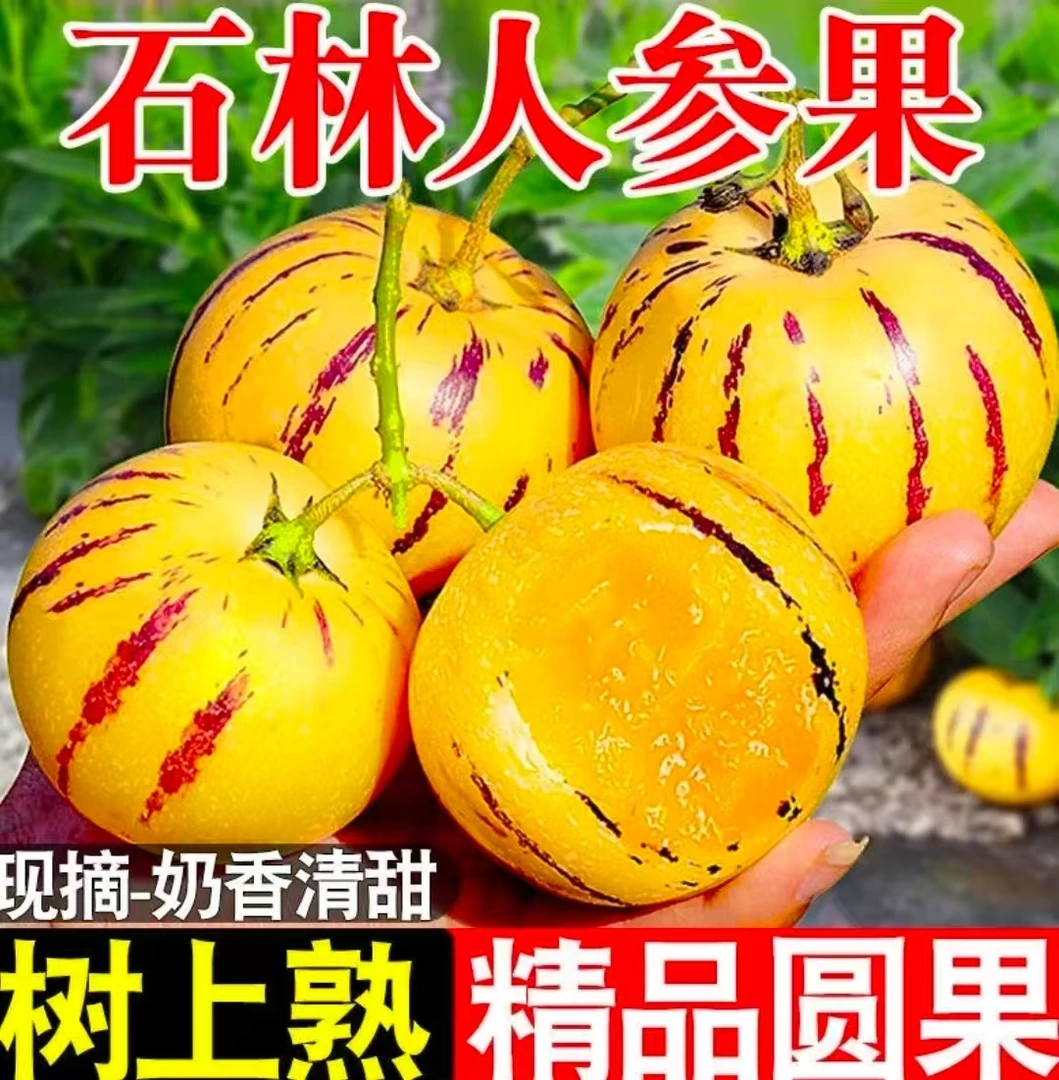 云南石林人参果果黄肉圆果新鲜应季树上熟清甜多汁水果