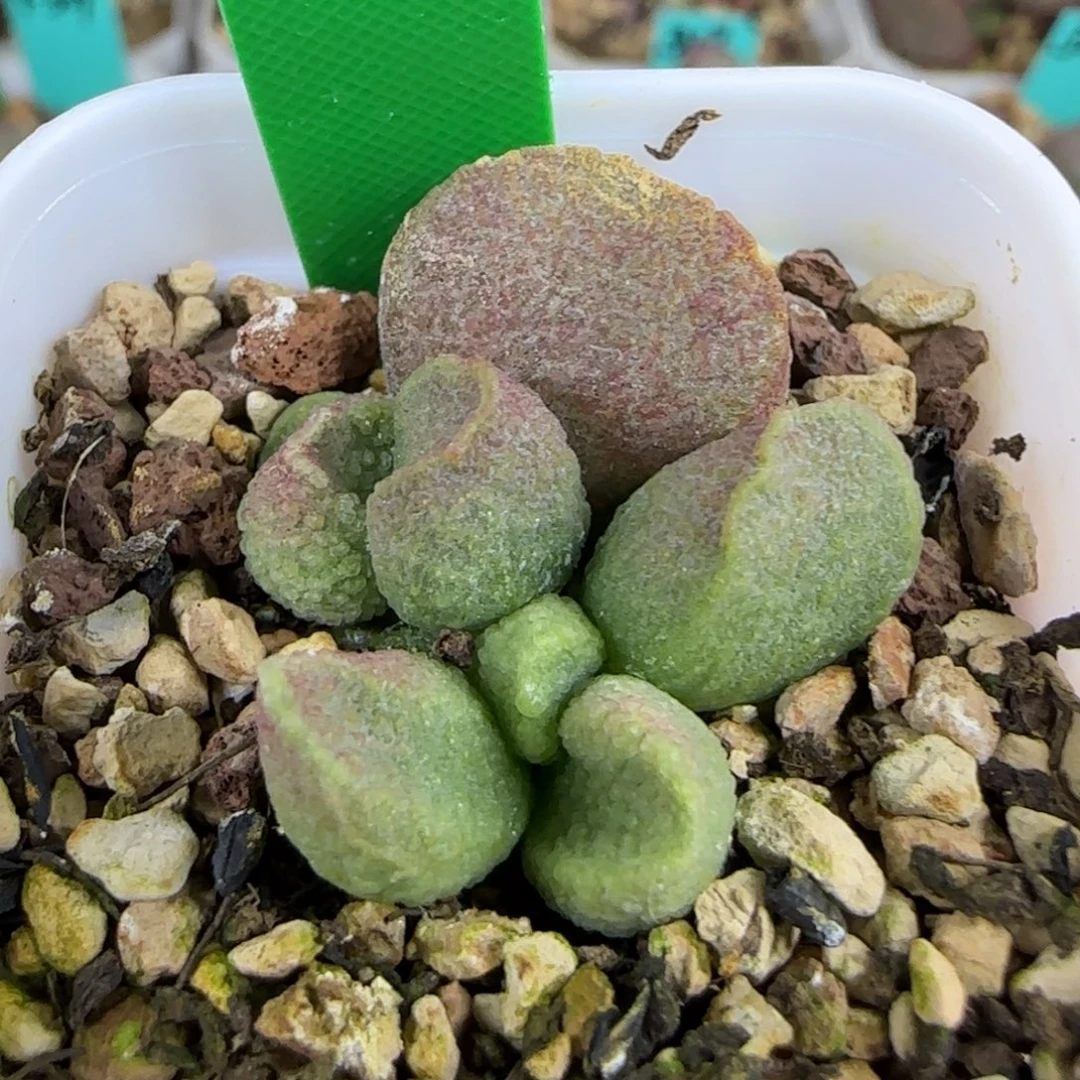 编号511底叶插，四方盆发