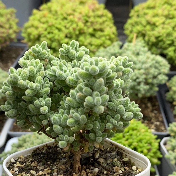 优选冰晶6804枝干番杏