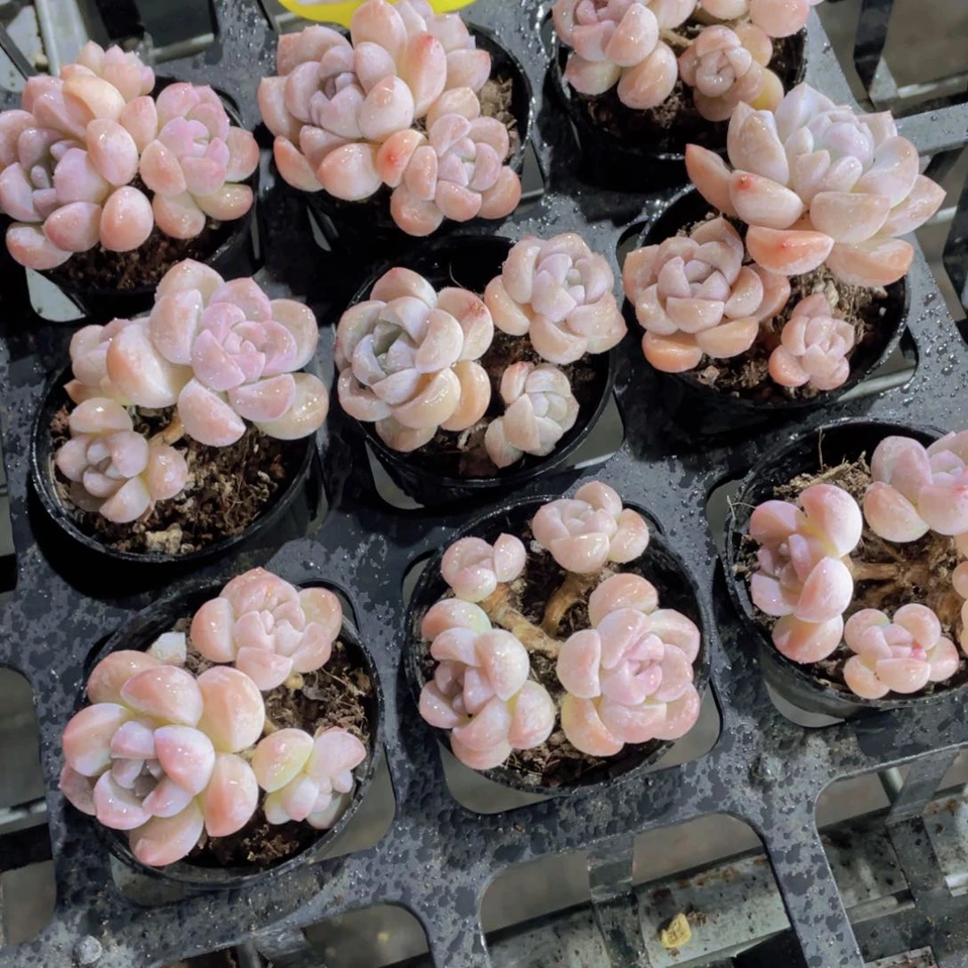 1090号老桩奶糖多头群一个