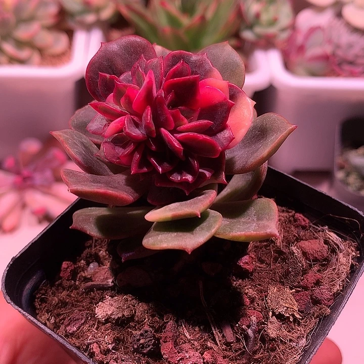 大红袍锦锦锦锦锦