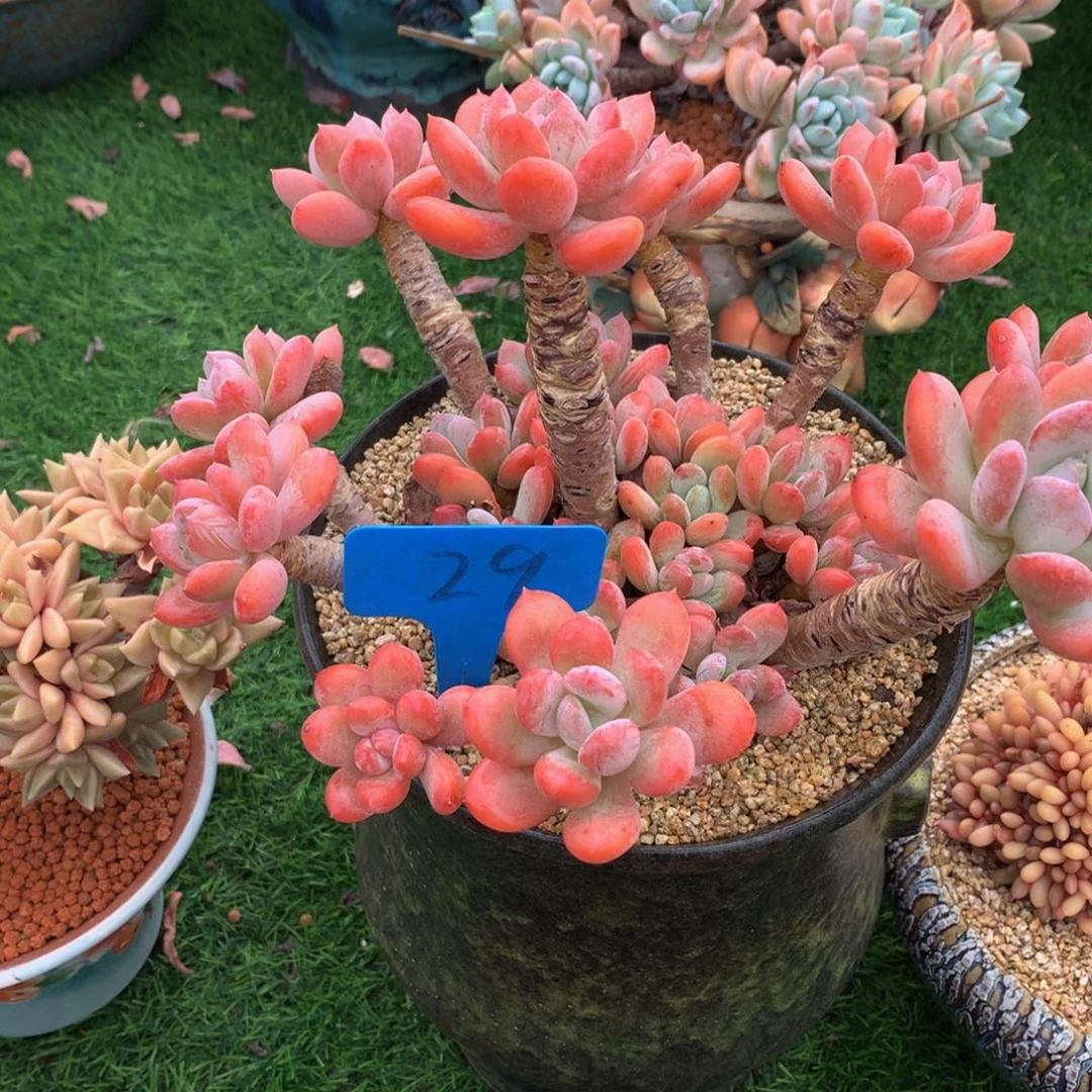 幸***猪多肉植物727383727372