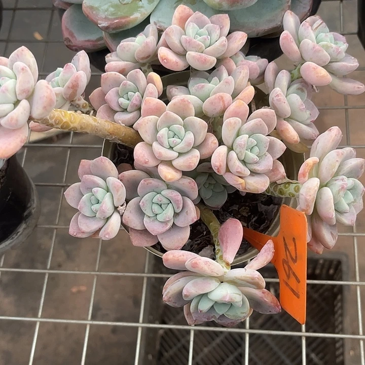 2单包邮，一物一拍261露凌