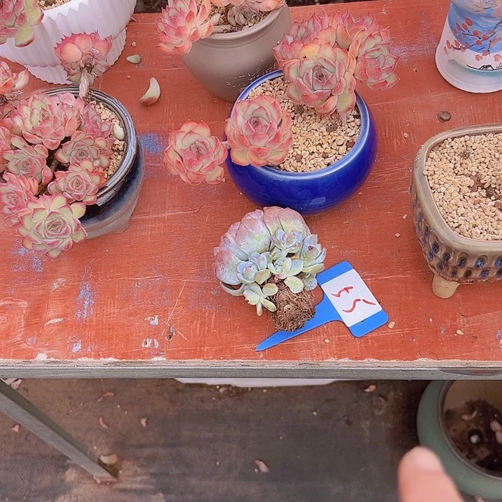 55梦露一个脱土植物