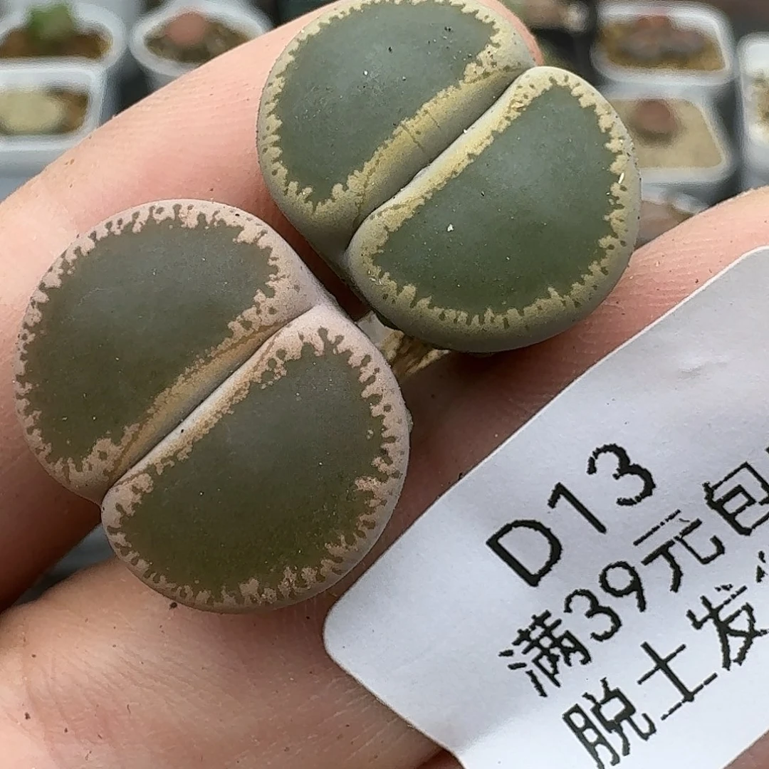 13侧面有干疤介意勿拍