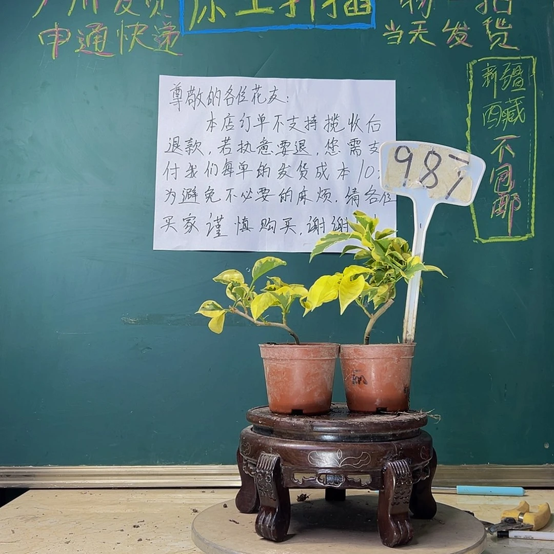 当前无花栽培后可以开花金边黄掌中宝 中国丽人掌中宝 987