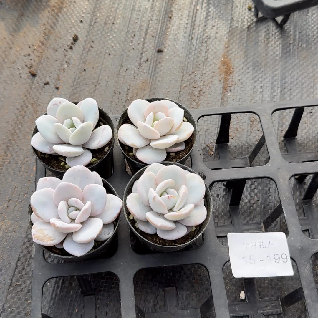 宽叶雪莲四棵量拍15-199