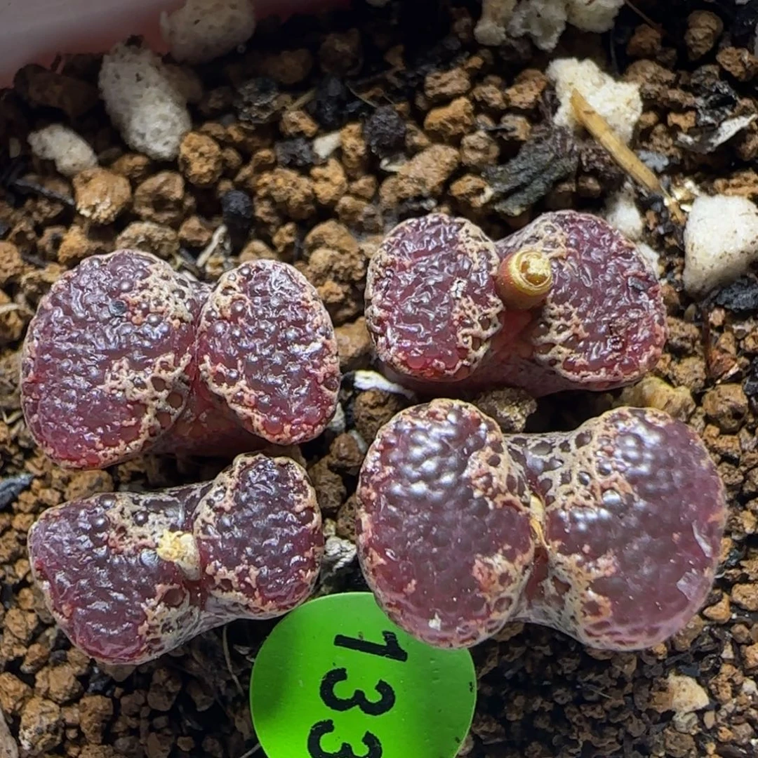 全窗泡泡超碟多肉植物133