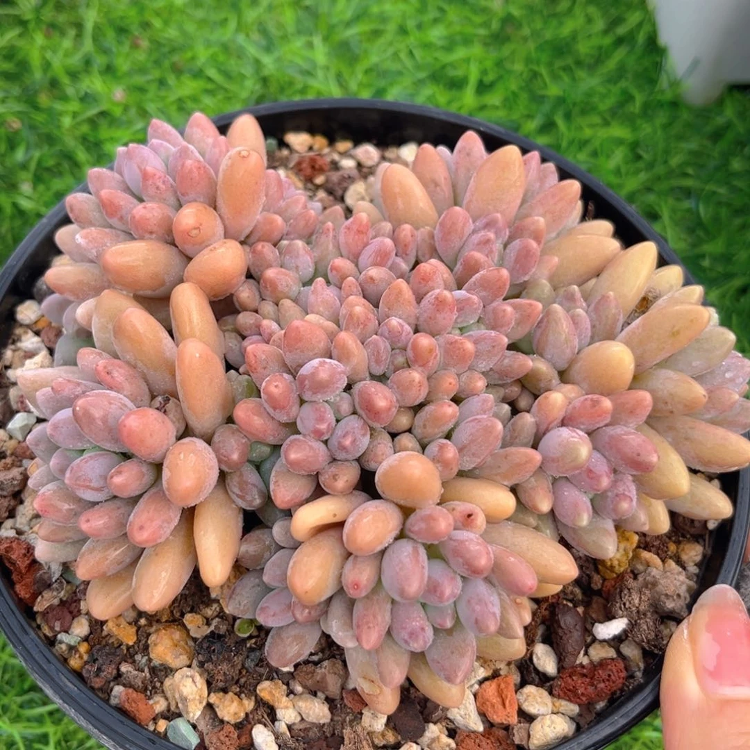 星带路888888888888888