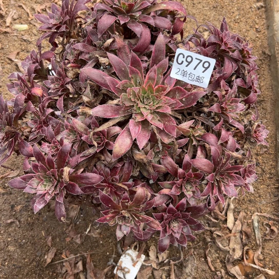 979多肉  孔雀锦不包断头