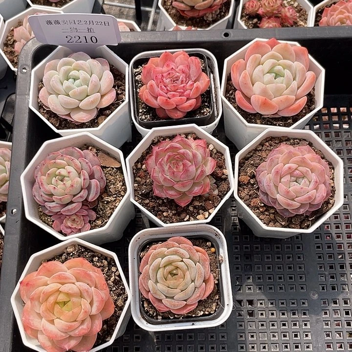 薇薇安园艺多肉2210