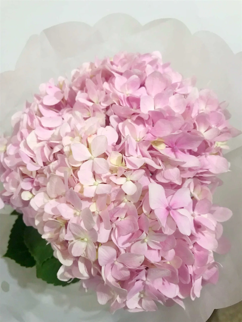 套餐71  小头粉色绣球一支+绿色康乃馨10支+黄色腊梅一小把