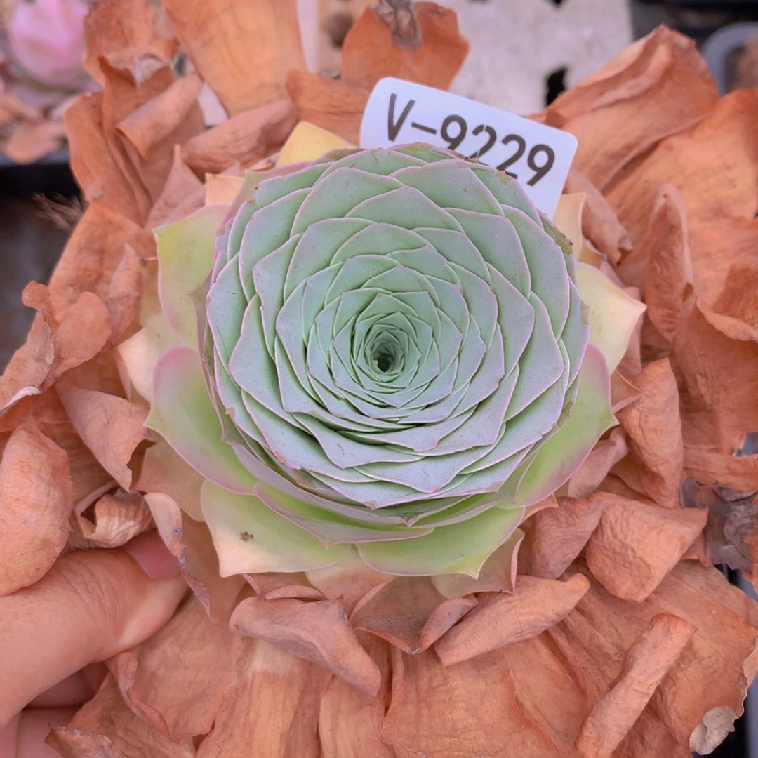 9229美妮大单头b b b