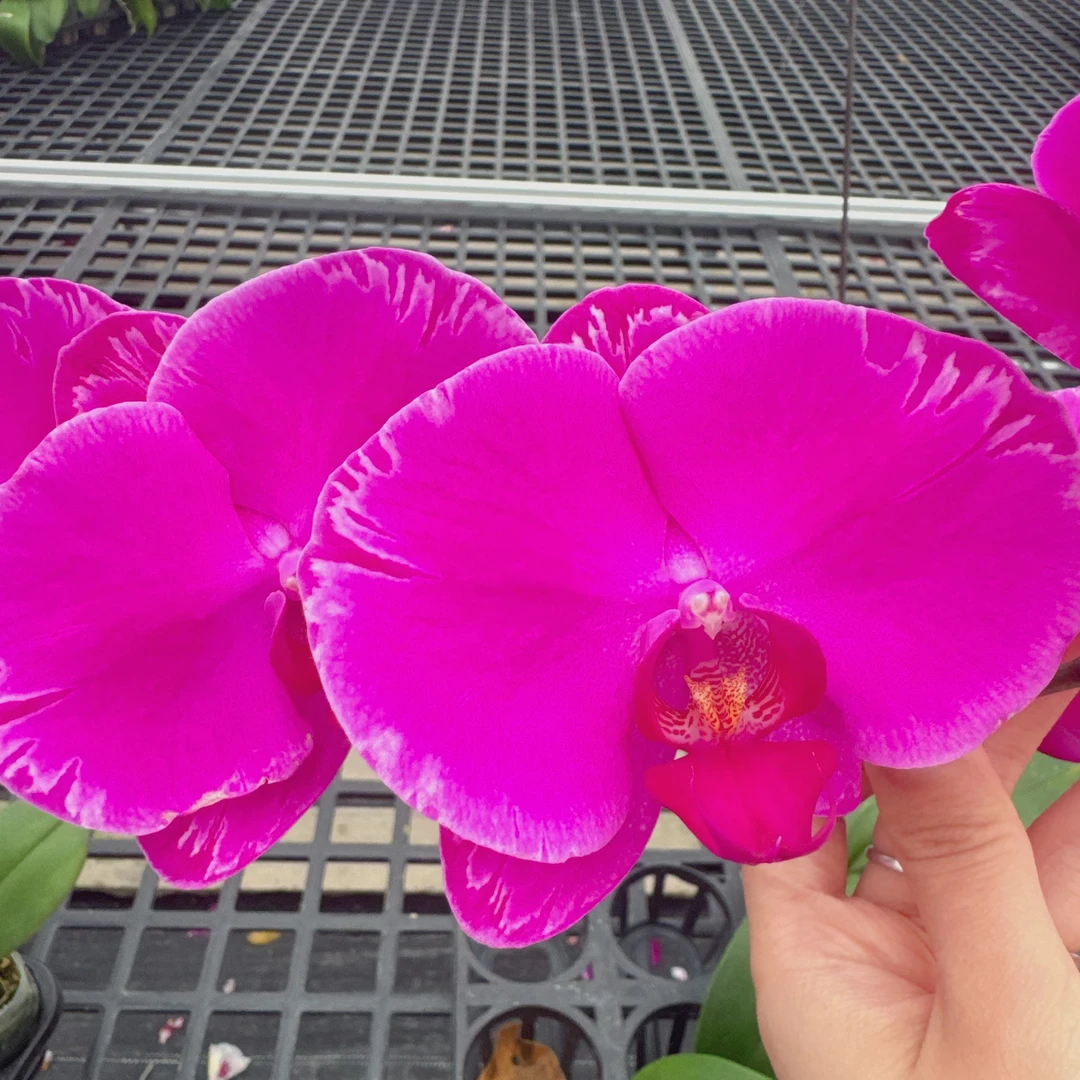 精选蝴蝶兰【红辣椒】高端紫色系 室内花卉绿植鲜花盆栽
