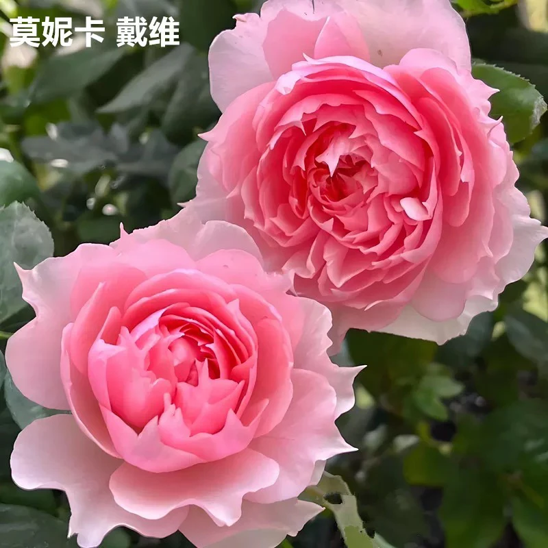 莫妮卡戴维月季花苗大花浓香开花美人尖粉色玫瑰四季盆栽花卉欧月