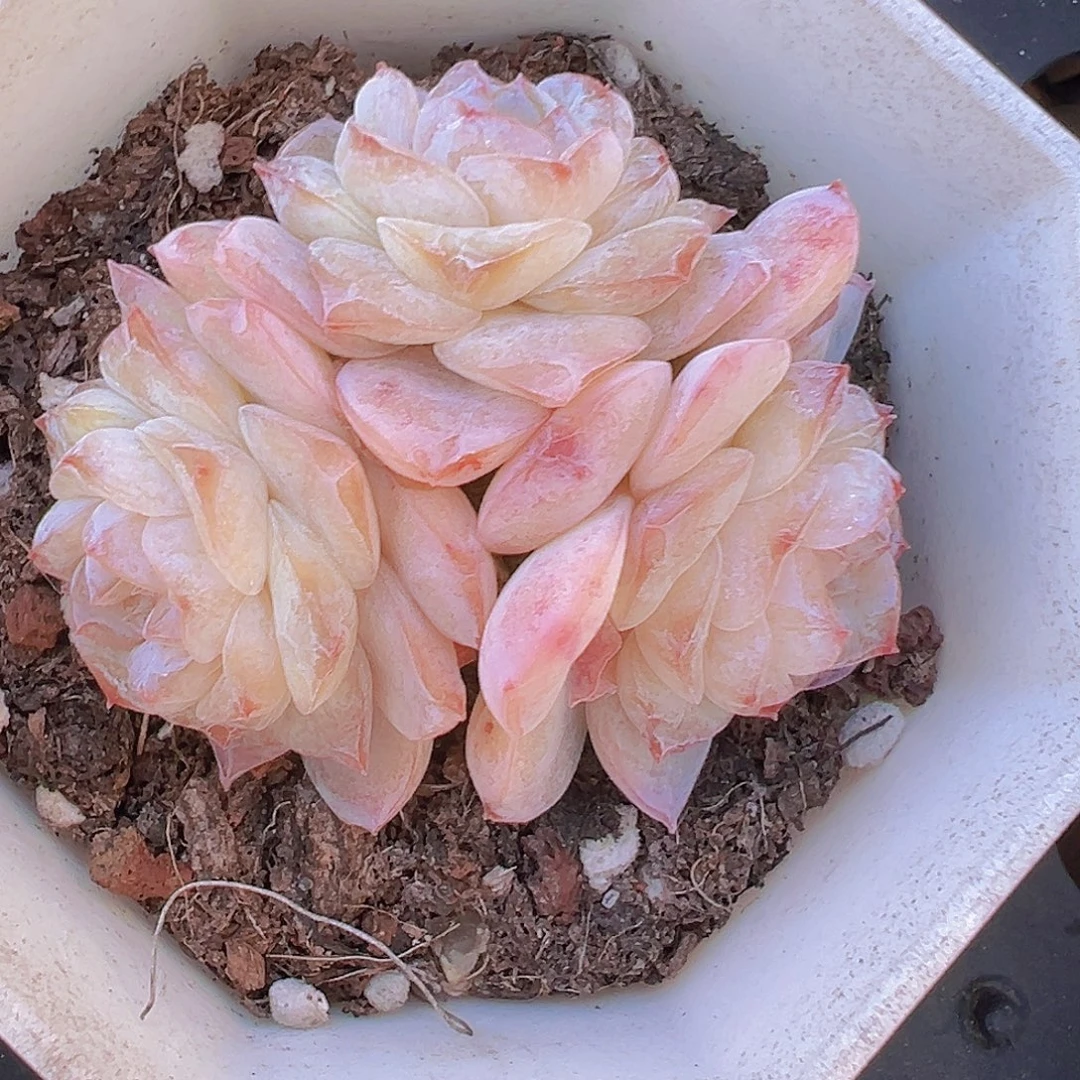 方糖群119包邮多肉植物