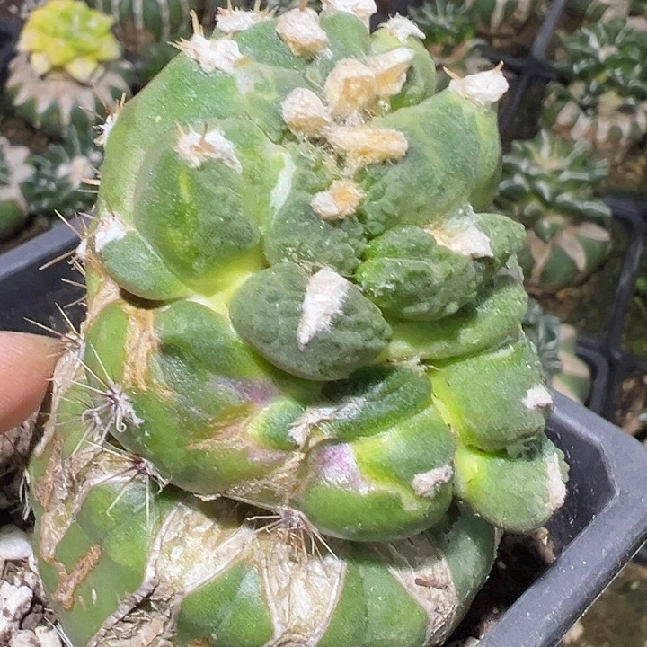 龟甲嵌合体锦比较特殊