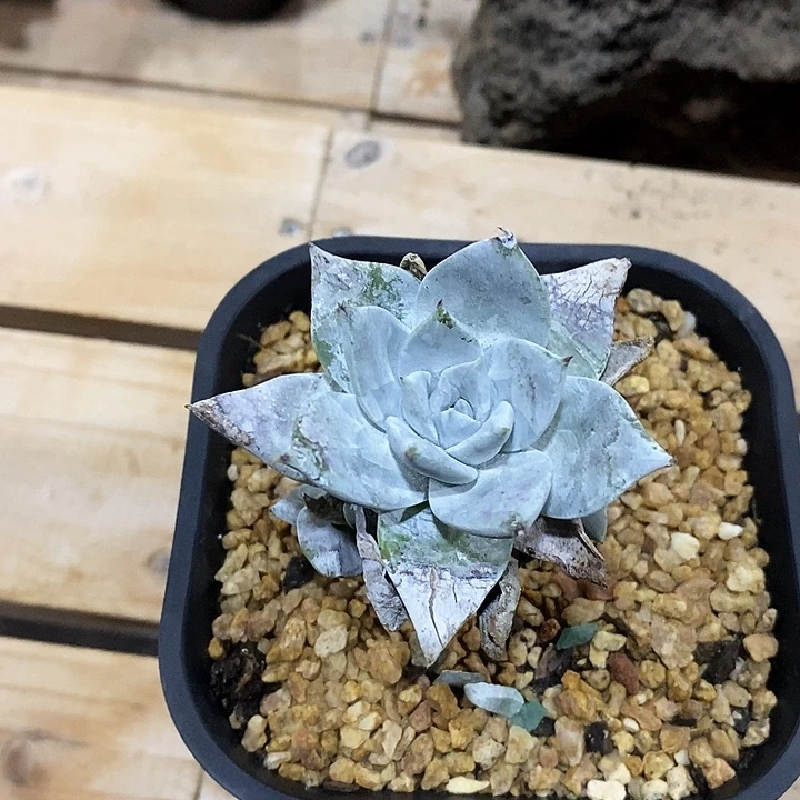 保罗拇指杂发货，木雁