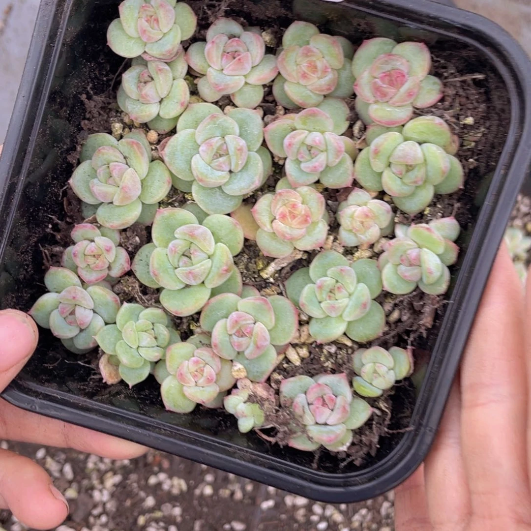 糕大上多肉植物321
