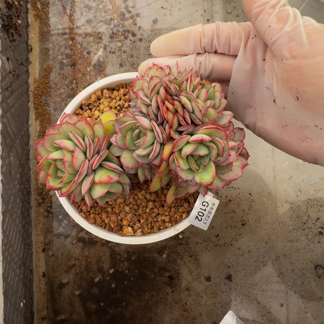 g g g g g g g g 102