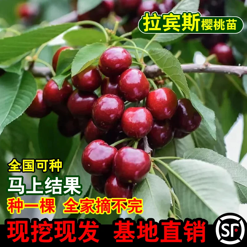 正宗嫁接拉宾斯车厘子树苗耐寒当年结果特大樱桃苗南北方盆栽地栽