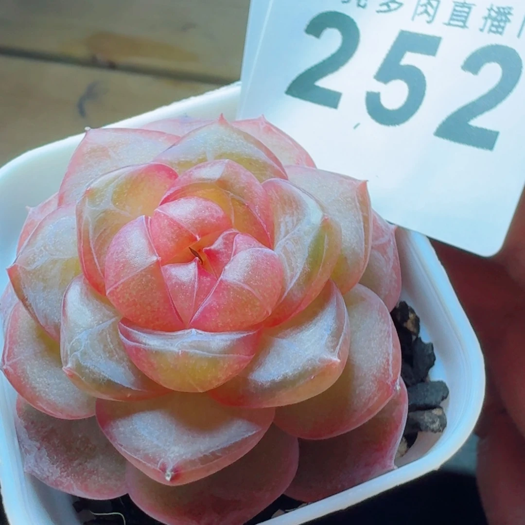 珍妮      愿你一路坦途，乘风破浪展宏图