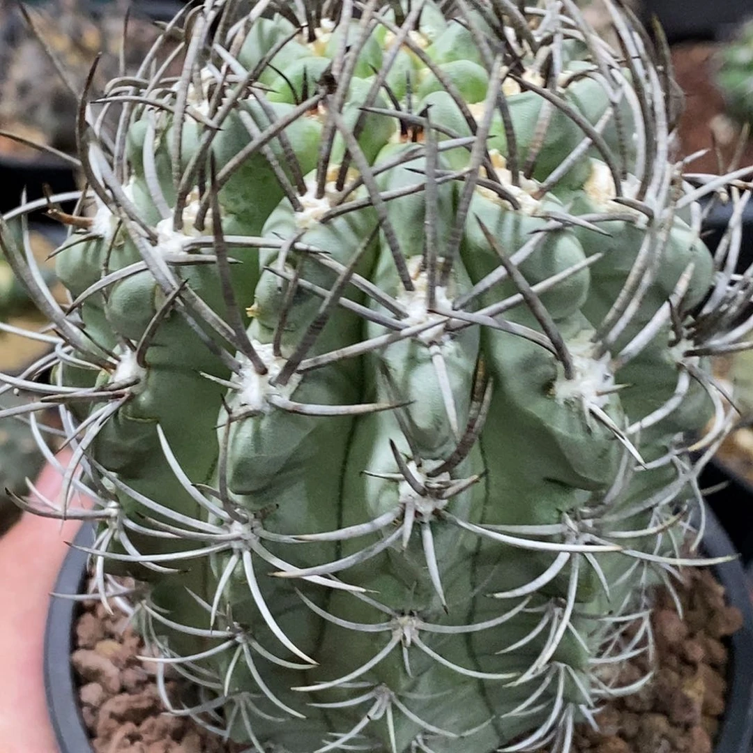 孤品实生特选株控养大白肌素妆玉（8.7cm×10.4cm）