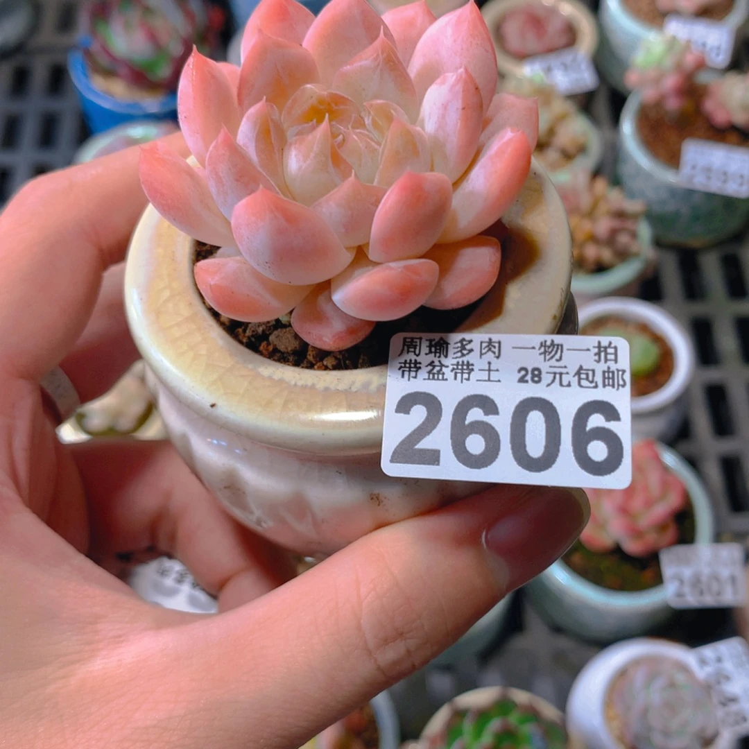 5厘米盆精控多肉2606