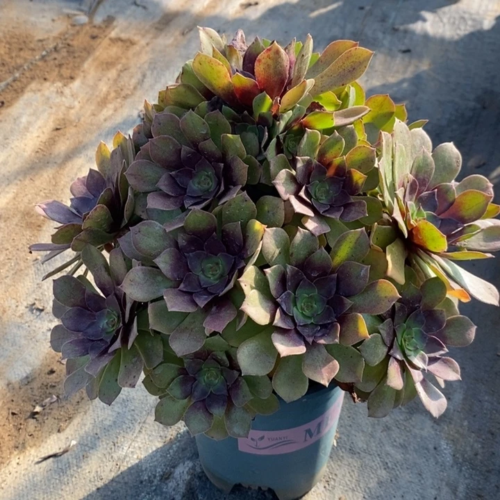 桃花石多肉植物15