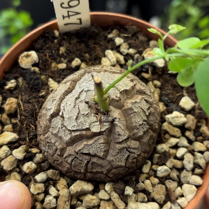 1947龟甲龙不退不换