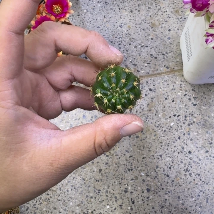 358新品荷花歪无根侧牙3公分左右，20包邮