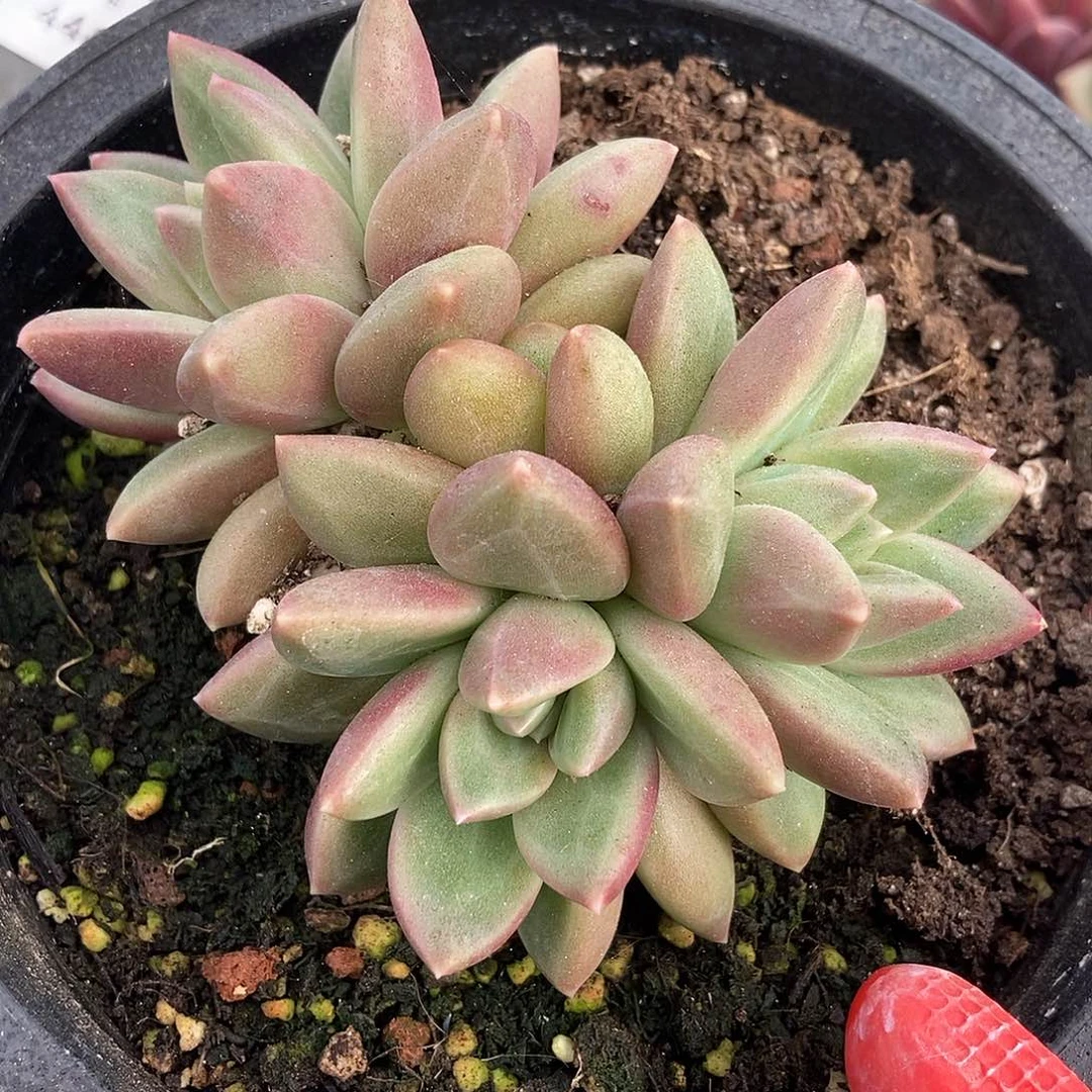 448迷雾泡泡一物一拍