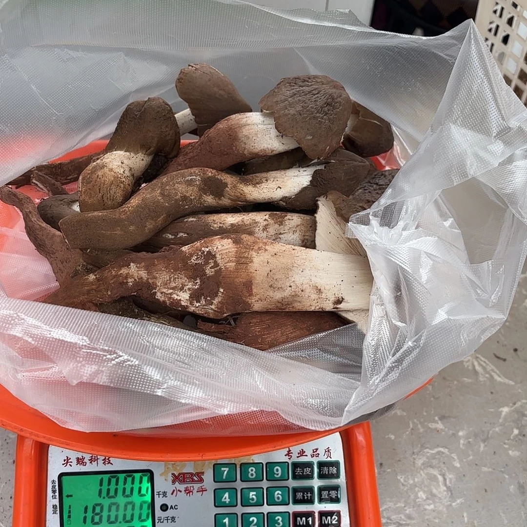 小***乐云南小表妹野生菌代购中国大陆