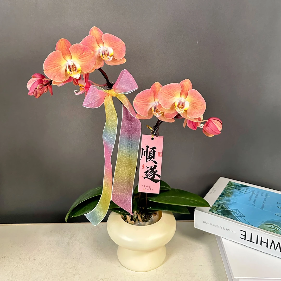 蝴蝶兰【鲑鱼】 复古色系 耐养好养花花 鲜花室内送礼高端花卉