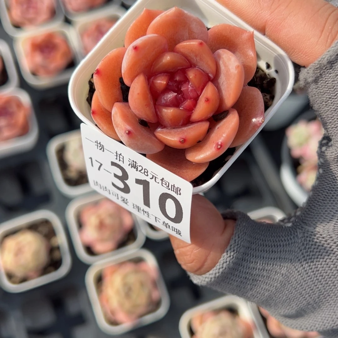 荔枝粉多肉多肉多肉