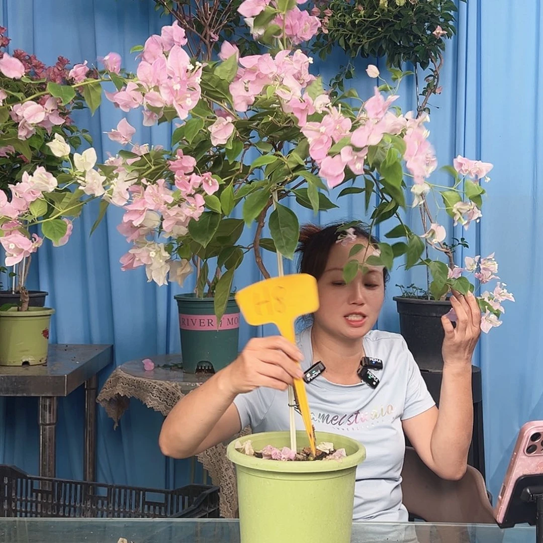 周***慈当前无花栽培后可以开花H8广红樱