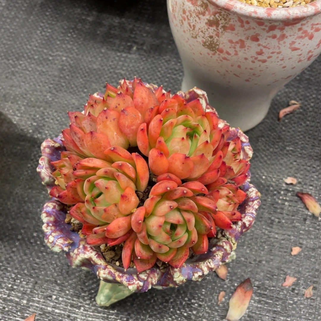 -***y弥鹿之森一物一拍