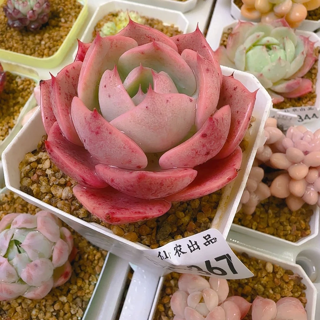 红沙漠，367、仙农出品，