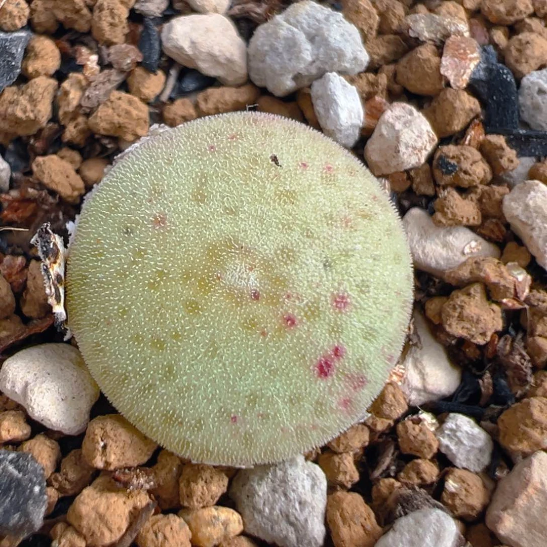 121多肉植物百科知识