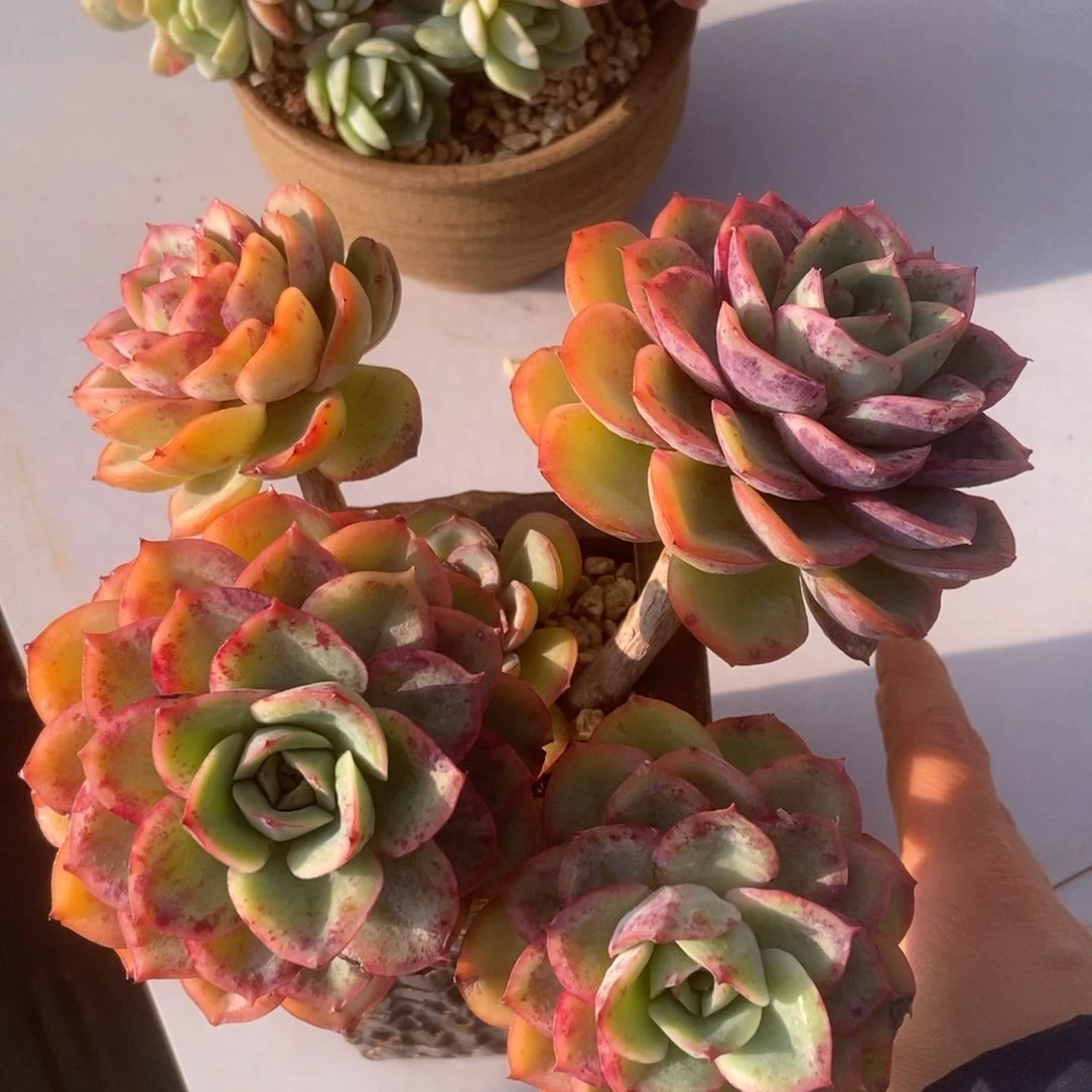 呈露有砍多肉多肉多肉多肉多肉