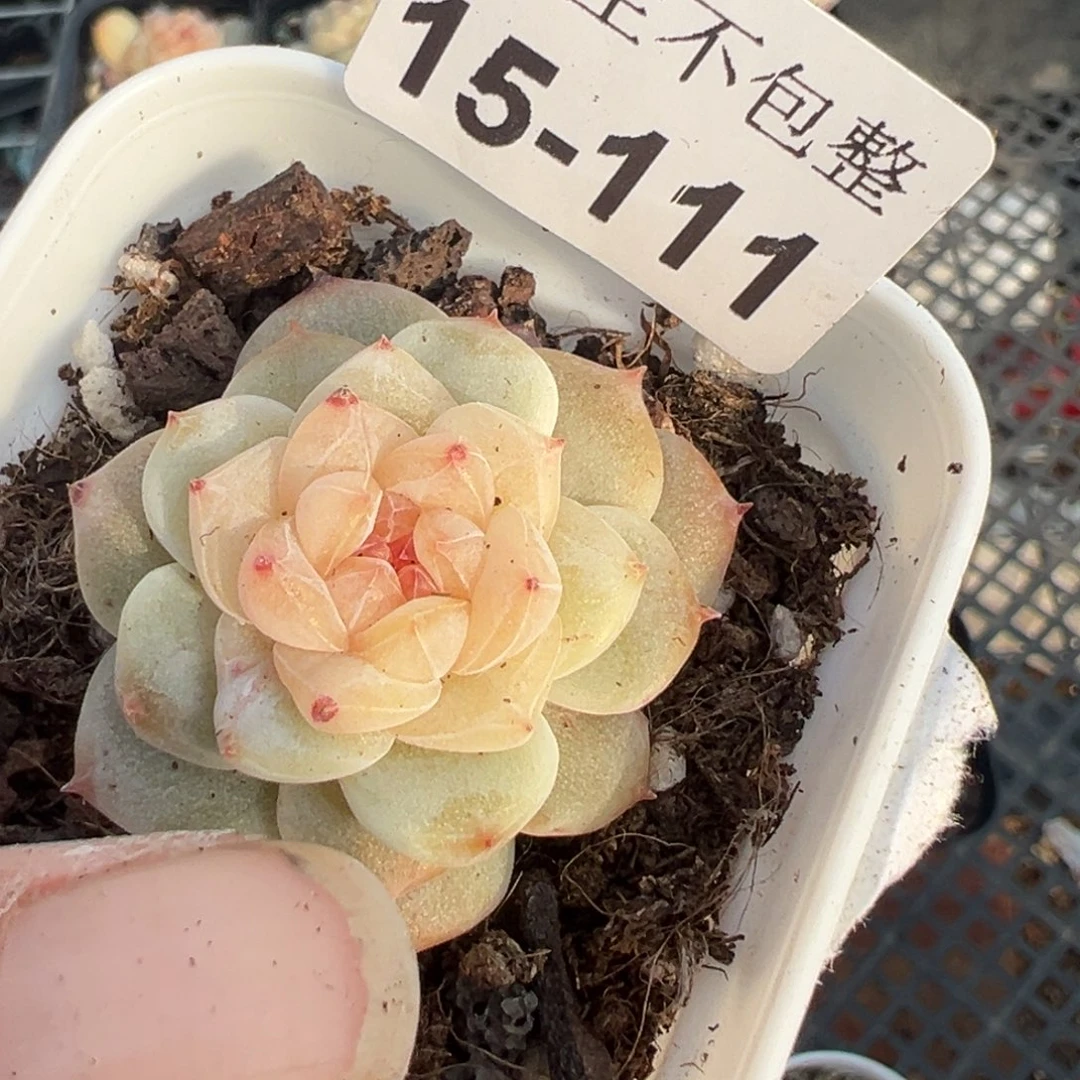 大*丽小卡拉米糖心一物一拍15-111
