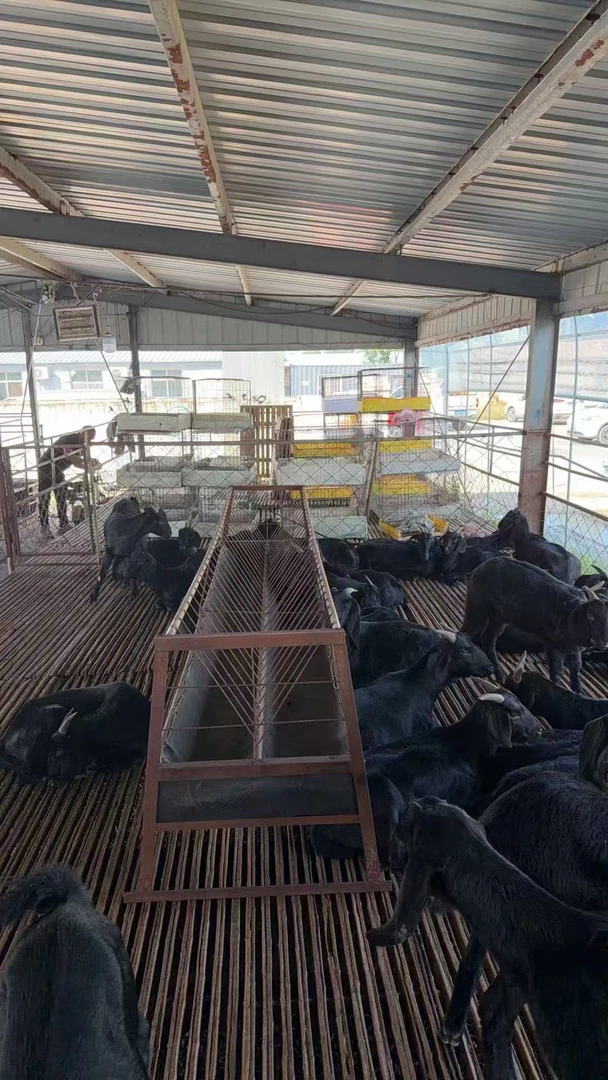 努比亚黑山羊+笼具 羊槽子 食槽