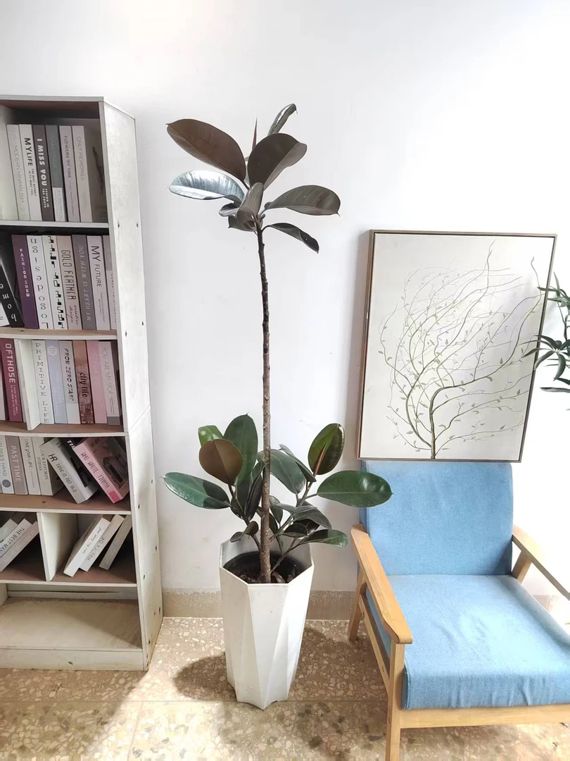 大型黑金刚橡皮树盆栽室内四季常青净化空气观叶植物