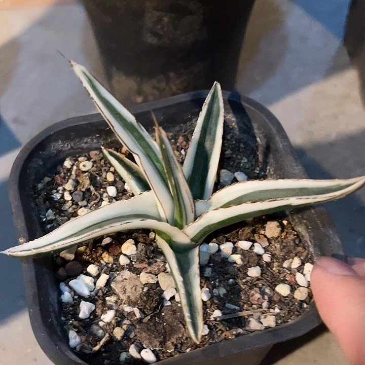 无花朵丸叶冰山龙舌兰