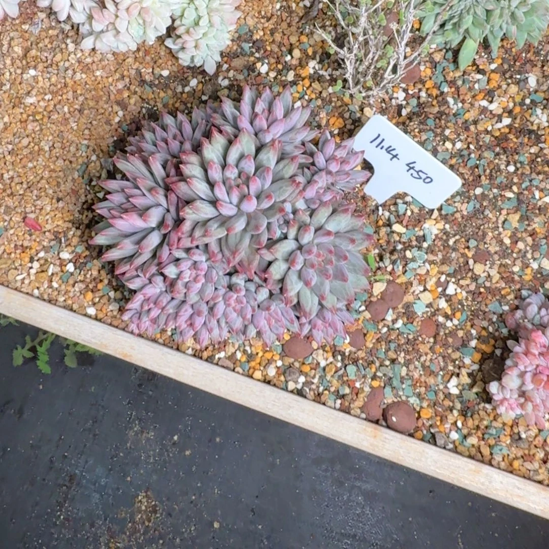 一物一拍钻石鱼450