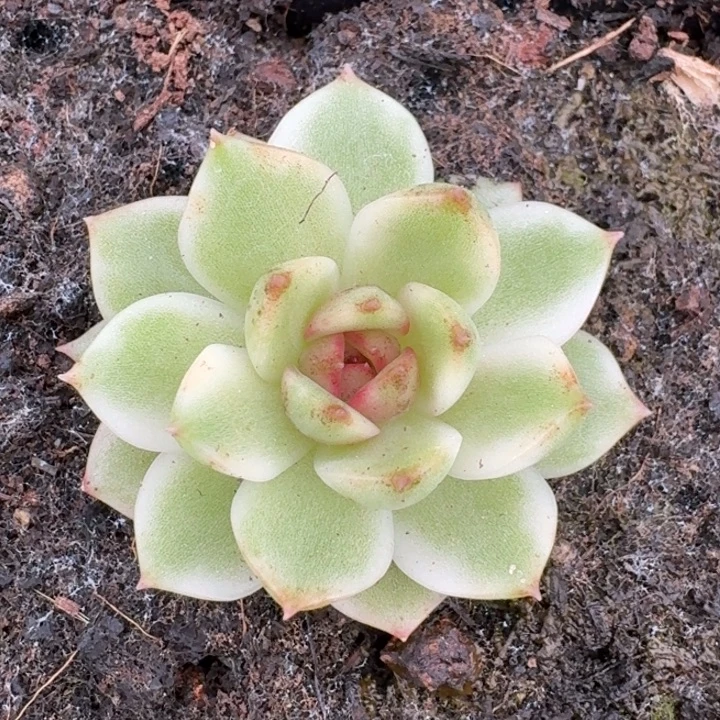 黑水晶锦一物一拍
