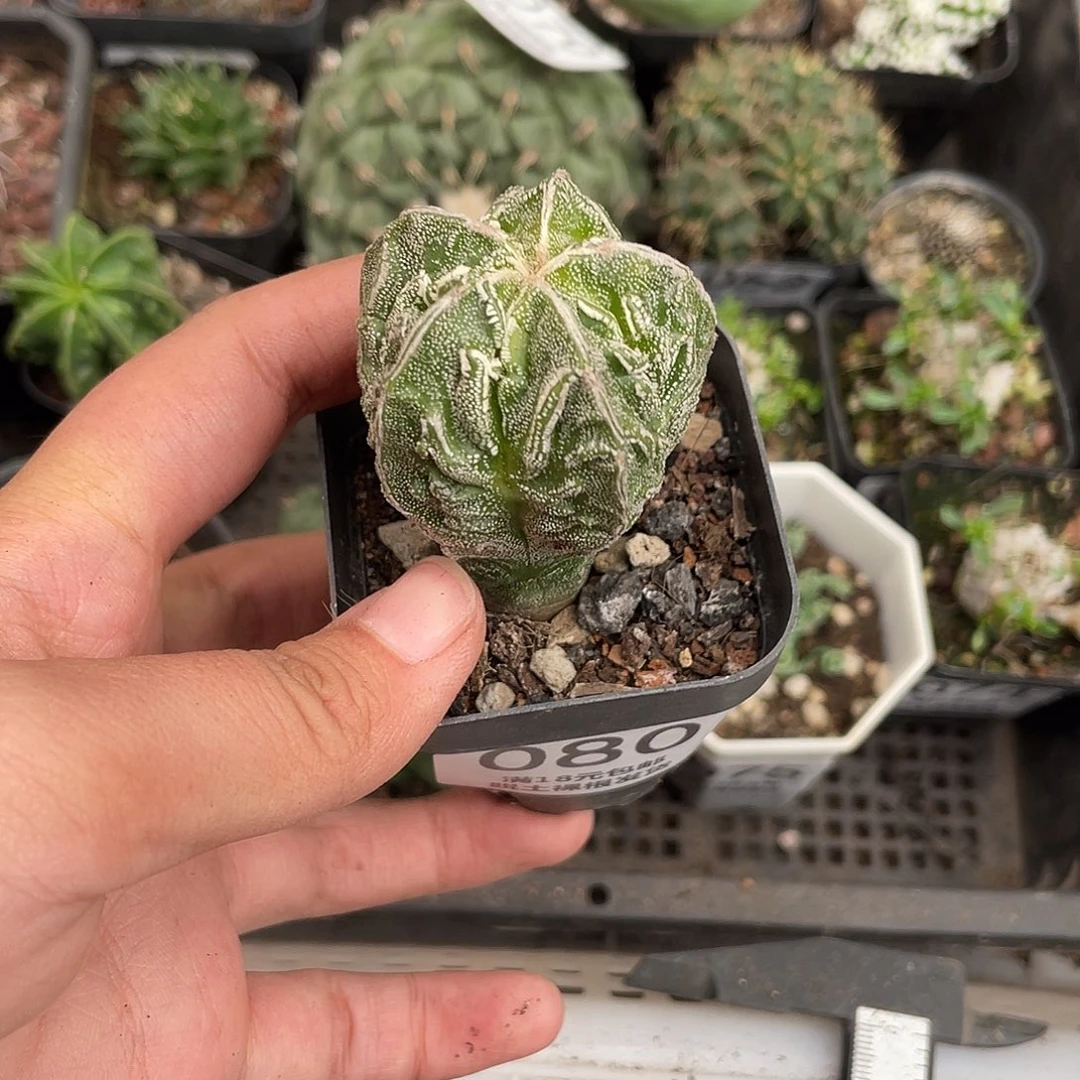 080核桃（满18元包邮）