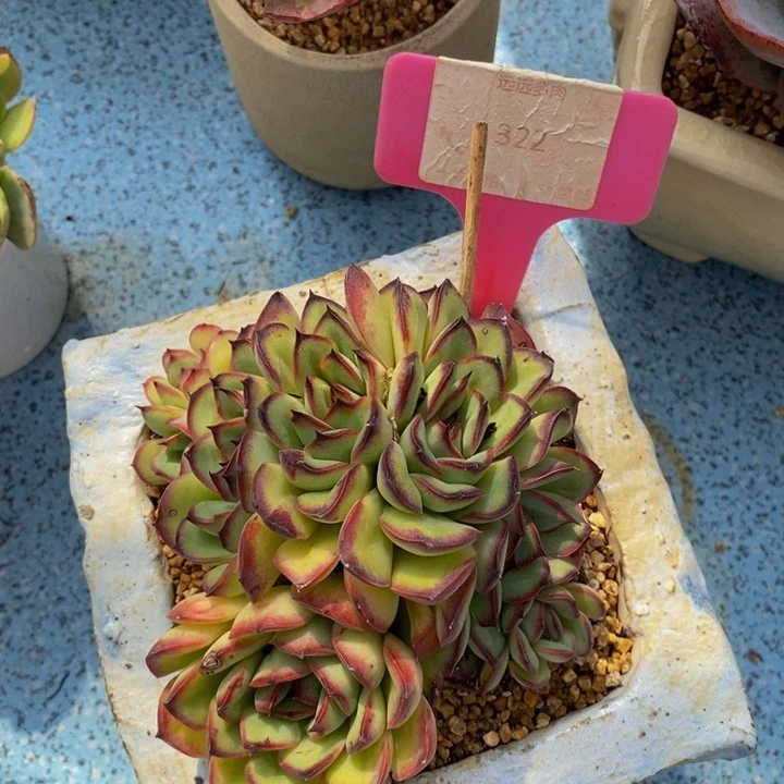 322肉酱玫瑰多缀肉肉肉肉肉