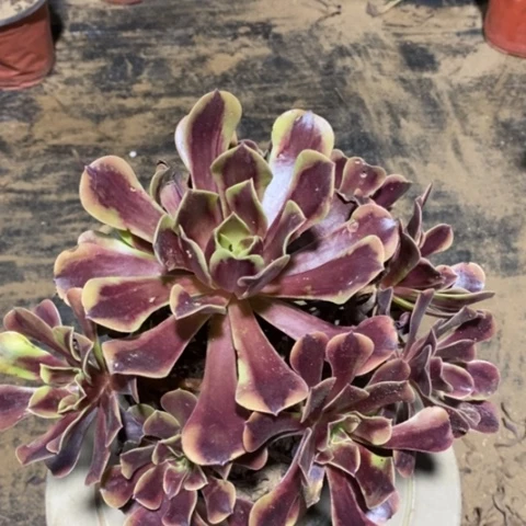 欧嘉莉一物一拍，